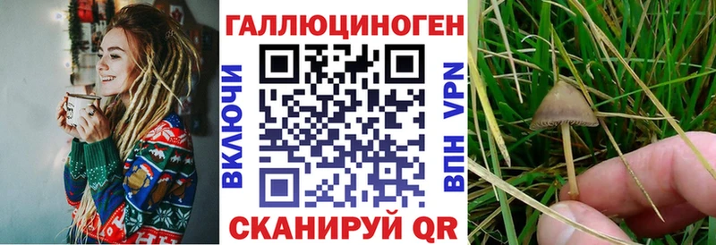Галлюциногенные грибы Psilocybine cubensis  Сельцо 